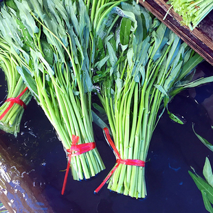 空心菜籽种种子大全水上四季菜苗带根蔬菜空心菜种籽种孑农家盆栽