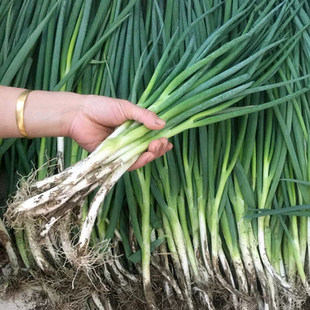 小葱种子四季小香葱头种红葱头蔬菜籽冬天菜种籽青菜苗秧菜仔大全