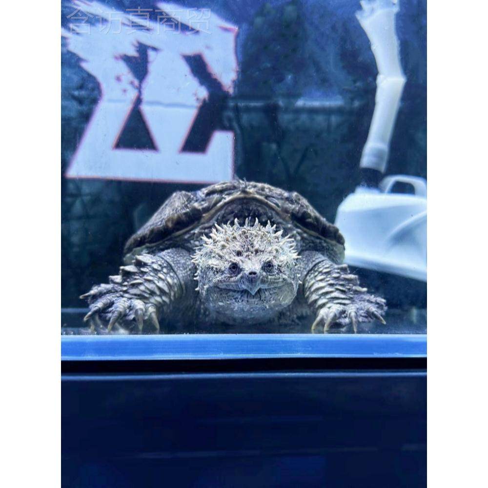 爆鳄龟刺鳄龟幼XHS苗杂佛正宗纯佛宠物龟凶猛乌小龟活物北美佛小,农用物资,苗木固定器/支撑器,淘宝优惠券,粉丝福利购,淘宝优惠卷