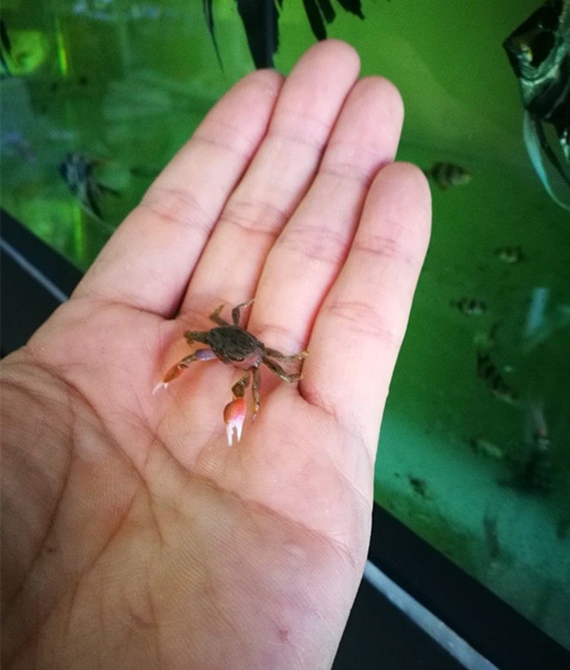 可爱迷你蟹辣椒蟹观赏迷你蟹宠物螃蟹观赏蟹活体宠物吃虫除藻底栖,清洗/食品/商业设备,洗车机,淘宝优惠券,粉丝福利购,淘宝优惠卷