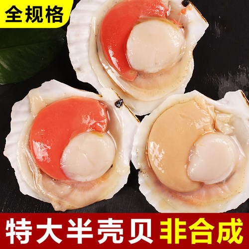 【特大半壳贝】原汁非合成