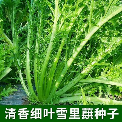雪里红种子排菜京小院蔬菜种子