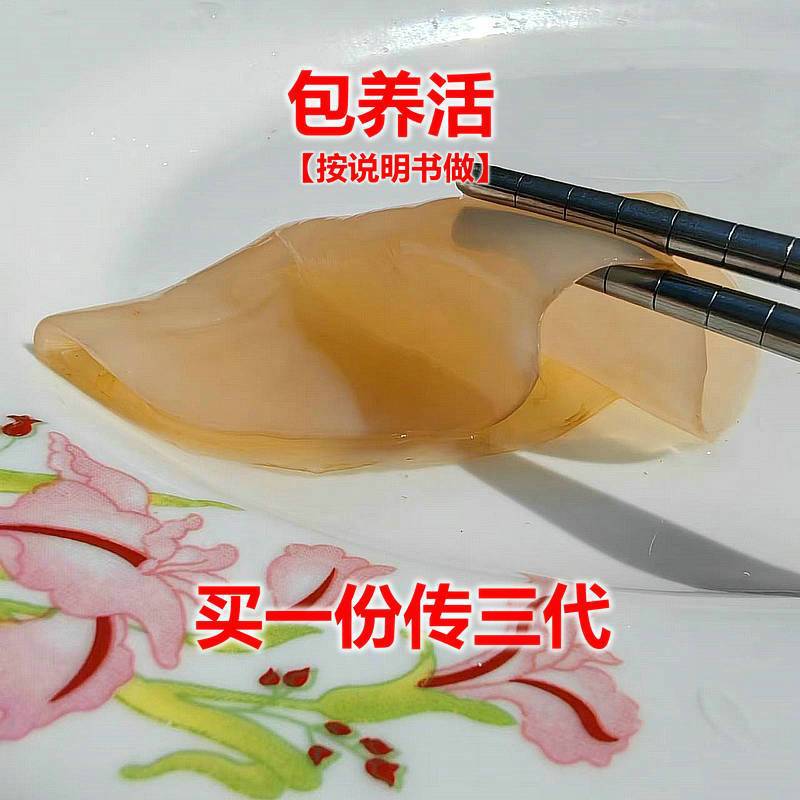 正宗红茶菌菌种康普茶养胃酵素