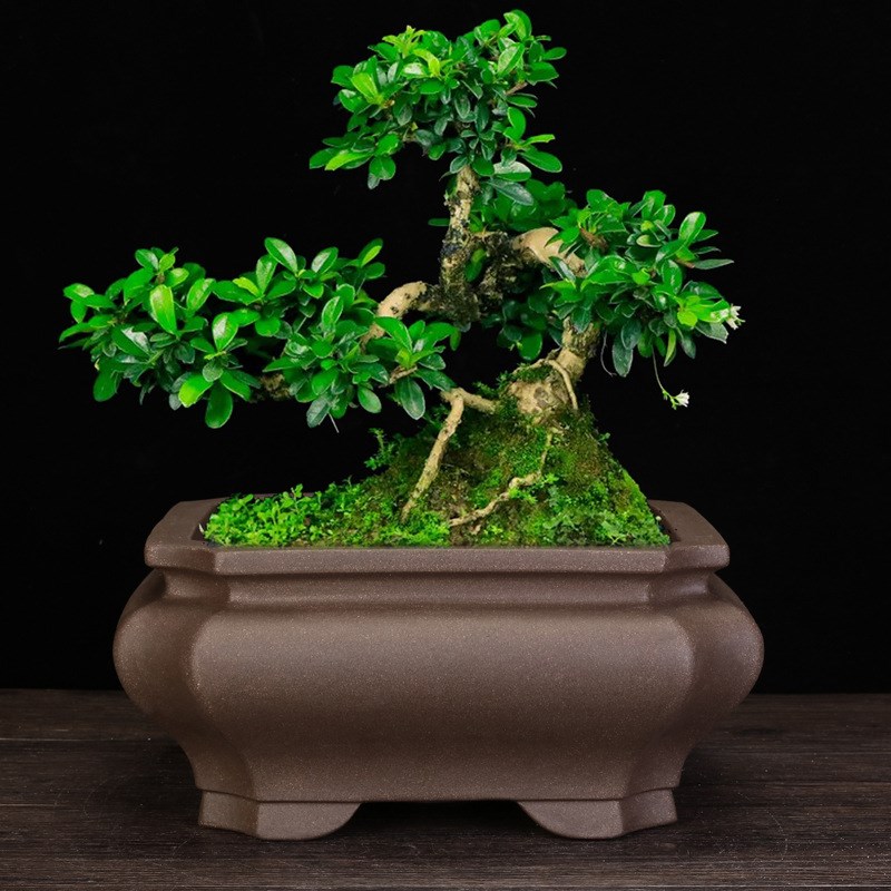 紫砂兰花盆青灰色家用简约透气桌面长方马槽四方古典松柏盆景