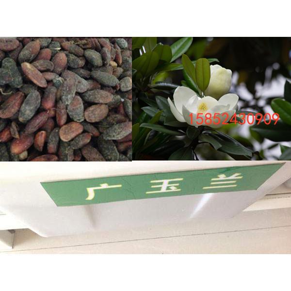 广玉兰种子 玉兰新采 洋正宗 绿化行道林木 广玉兰树种子包邮