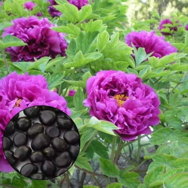牡丹花种子洛阳芍药花富贵花种籽多年生室内庭院盆栽四季绿植花籽