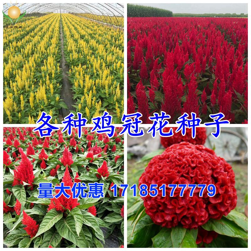 红鸡冠花种子矮杆黄羽装穗状凤尾室内外阳台庭院盆栽花卉多年生孑