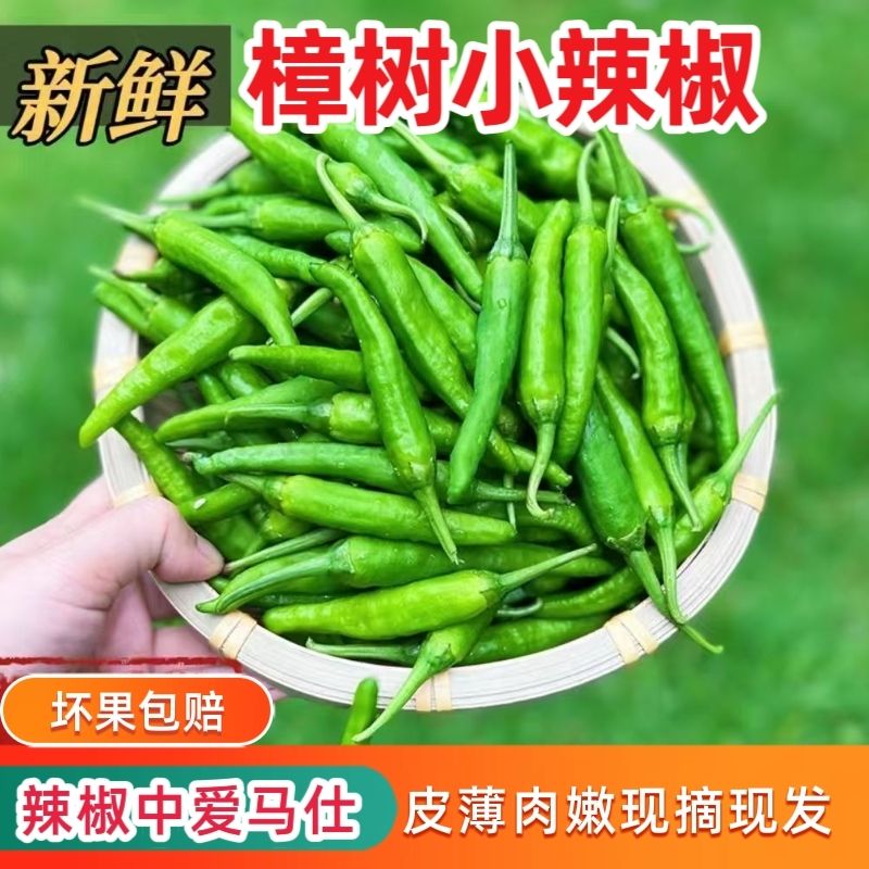 农家新鲜现摘樟树小辣椒