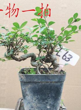 苍古榆树盆景树桩疙瘩榔榆小叶榆树苗室内办公室庭院绿植盆景盆栽