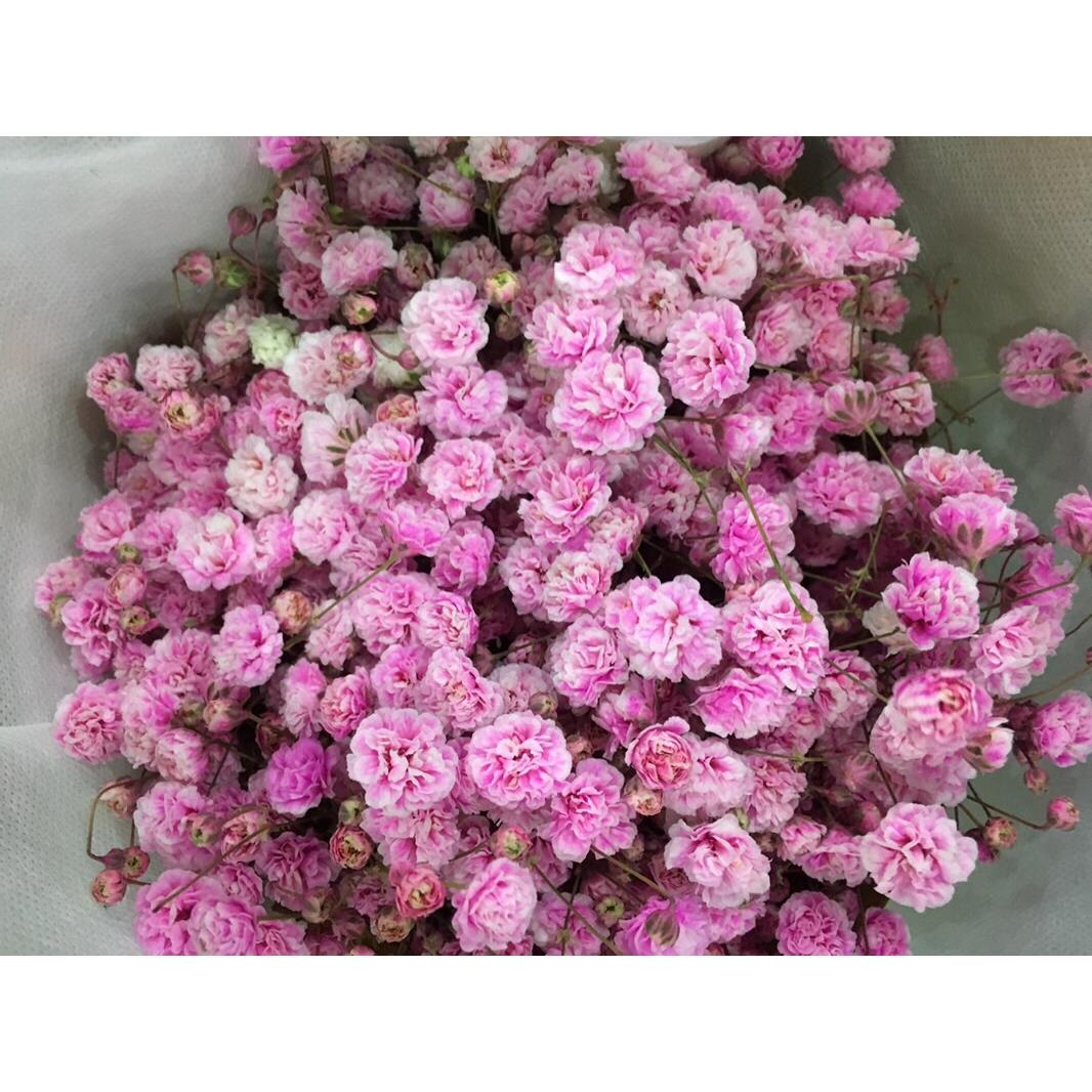 新鲜满天星鲜花情人节生日花束客厅装饰摆设可做干花云南昆明直发