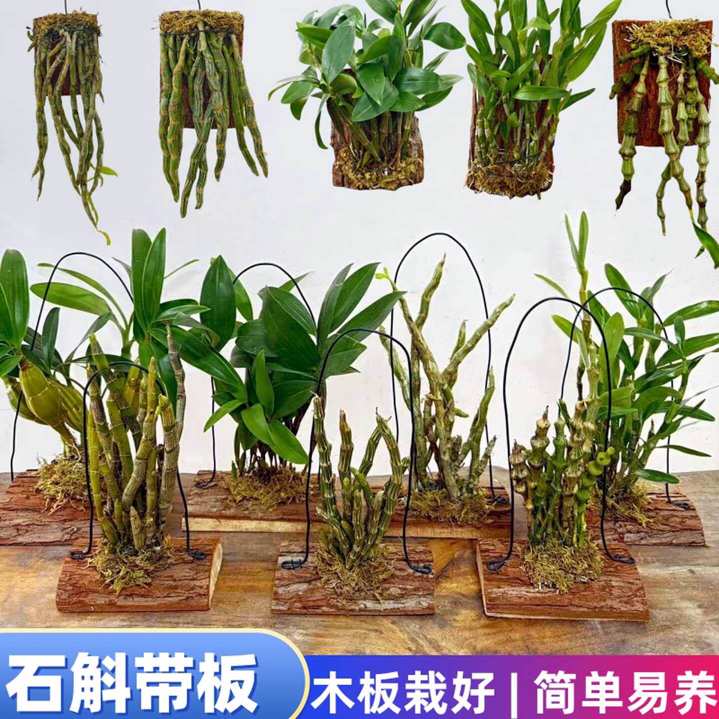 （带木板）石斛种板栽好铁皮金钗鼓槌报春玫瑰天宫球花麝香黄贝壳