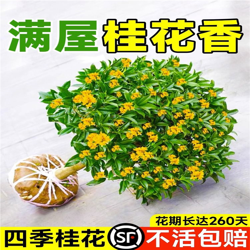 八月桂花树苗四季桂室内阳台盆栽金桂花苗室外庭院可食用花卉