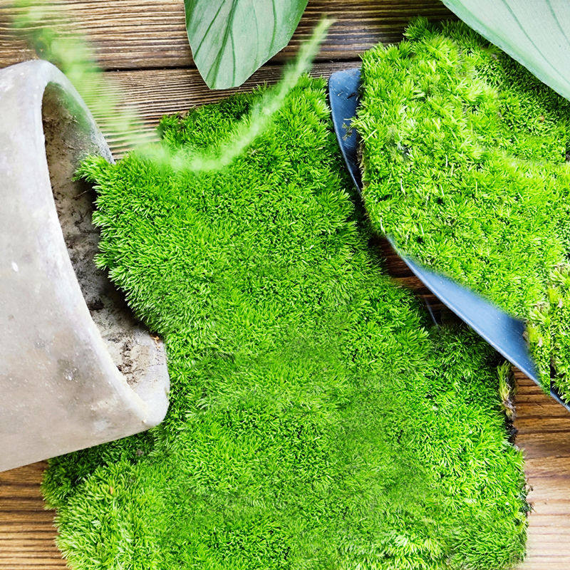 鲜活苔藓 苔藓微景观生态瓶白假山盆栽创意迷你植物diy材料水