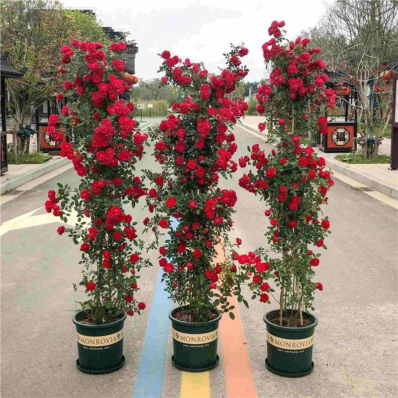 四季红木香花苗爬藤植物攀援花卉盆栽藤本月季黄木香新甜蜜红,鲜花速递/花卉仿真/绿植园艺,造型盆景,淘宝优惠券,粉丝福利购,淘宝优惠卷