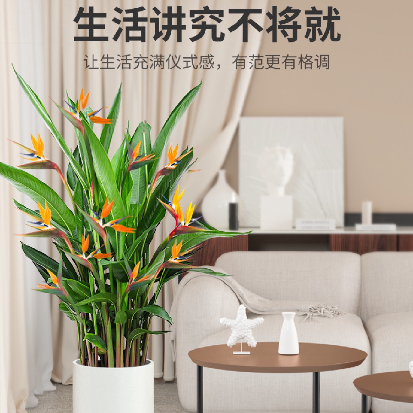 天堂鸟植物盆栽大鹤望兰客厅绿植办公室内大型好养落地网红真花