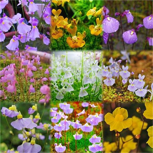 小白兔狸藻苔藓雨林缸微景观办公室水培食虫植物盆栽捕蝇草挖