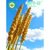 湃小谷2025有机谷穗天然鸟粮饲料训练奖励小零食虎皮玄凤鹦鹉鸟食