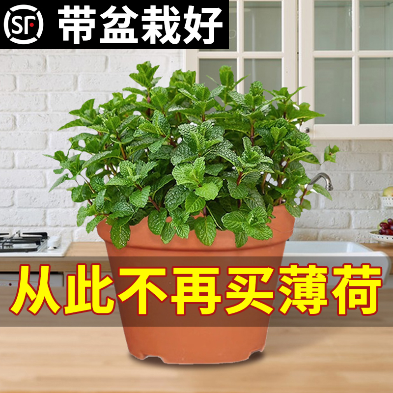 柠檬薄荷盆栽可食用留兰香迷迭香猫草水培绿植物好养驱蚊室内新鲜