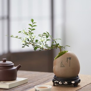 常青 小叶九里香盆栽悬崖飘枝七里香盆景室内阳台桌面绿植花卉四季