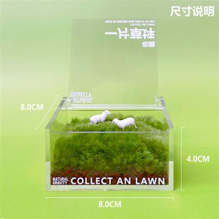 苔藓微景观桌面懒人绿植盒子简单好养趣味植物 一片草坪 自然引力