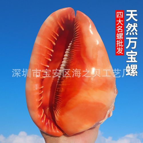 天然海螺贝壳万宝螺收藏送礼礼家居装饰创意造景摆件四大名螺