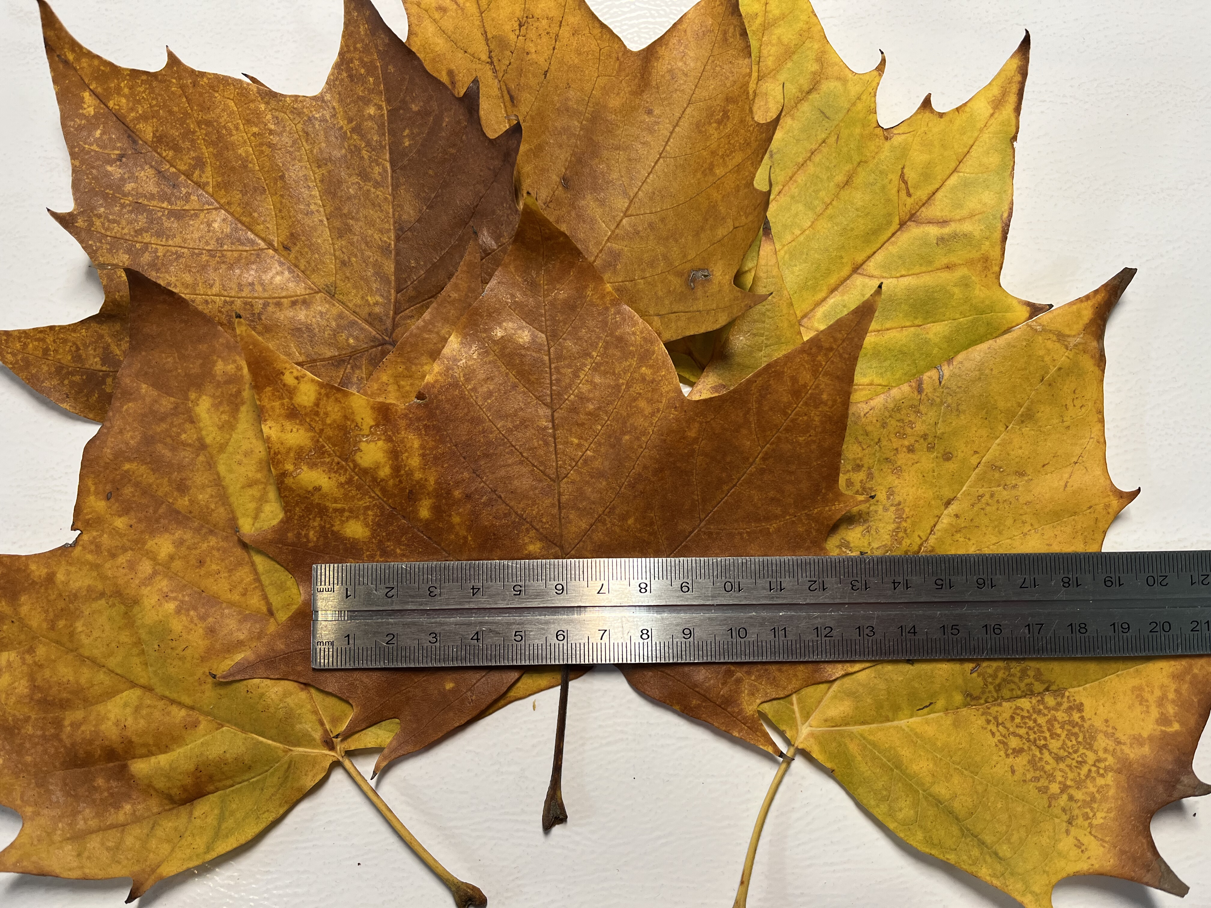 梧桐树叶10-16cm天然梧桐叶子落叶100片批发秋天黄叶装饰布景道具