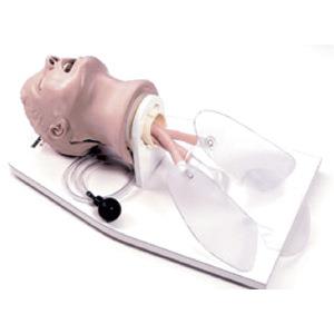 BC-8 经典气管插管训练模型 气管插管模型