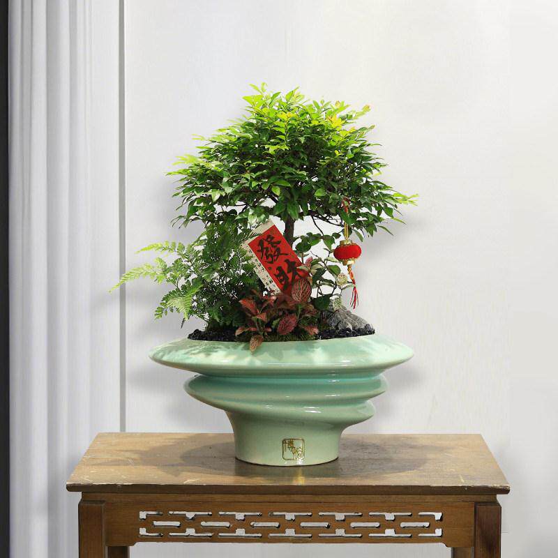 造型小叶紫檀黑骨茶盆景室内绿植客厅办公室前台桌面盆栽送礼好养