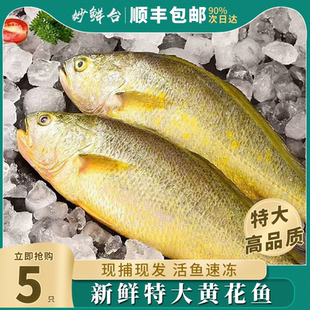 妙鲜台大黄鱼特大活冻黄花鱼深海鲜嫩野游正宗黄花鱼无冰大黄鱼
