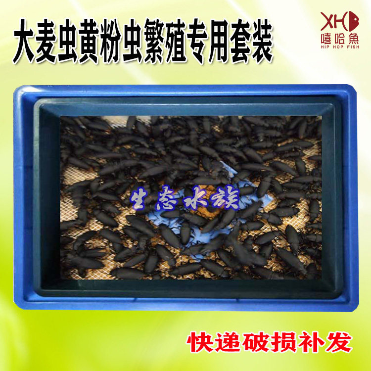 黄粉虫产卵筛面包虫养殖盒产卵筛网大麦虫活体产卵筛种虫繁殖套装