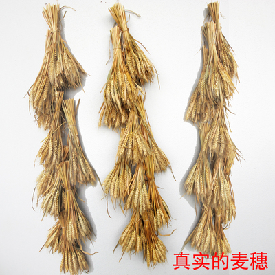天然真实麦穗干花大麦小麦田园装饰插花农家乐庭院户外麦子挂串