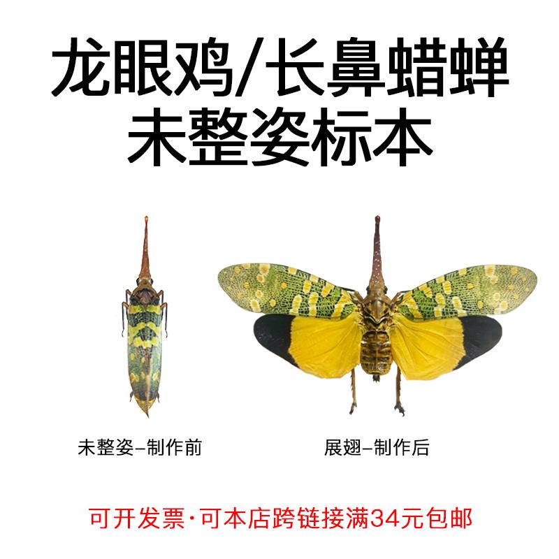 真昆虫未整姿龙眼鸡长鼻蜡蝉标本材料手工DIY原虫湿虫标本未展翅