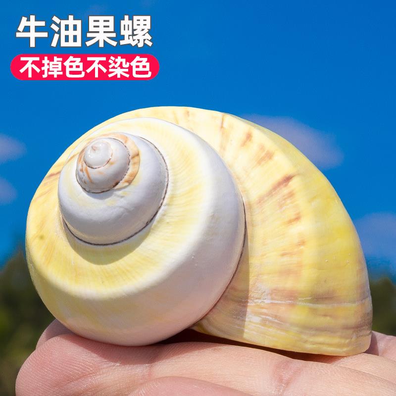 寄居蟹替换壳天然真海螺牛油果螺鱼缸造景装饰摆件儿童科普海洋