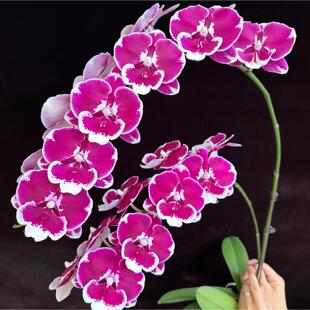 【美琪黑天鹅】蝴蝶兰苗2.5寸杯 基地直发 包对版