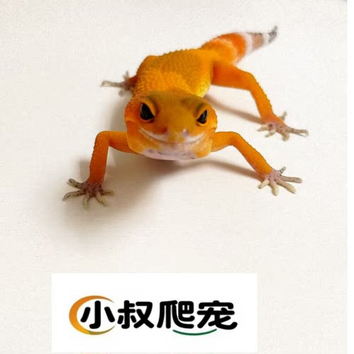 豹纹守宫宠物手工蜥蜴壁虎活物