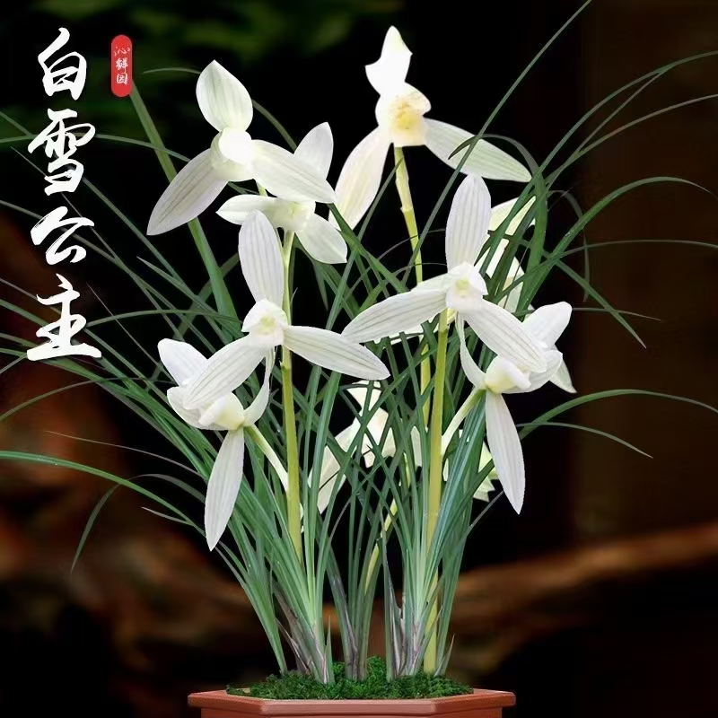 云南名品兰花苗盆栽莲瓣兰【素冠荷鼎】阳台庭院绿植花卉盆景