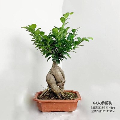 人参榕盆栽绿植提根老桩摇钱树发财树造型小叶榕树盆景植物金钱榕