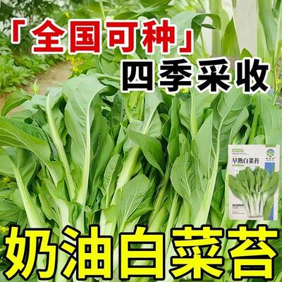 四季速生奶油白菜苔种子