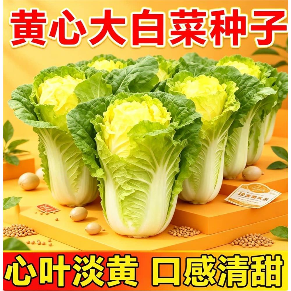 鸡蛋黄奶油大白菜种子真好吃黄心快菜籽农家田园夏秋四季播蔬菜孑