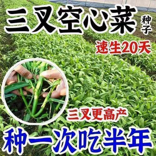 三叉空心菜种子四季阳台种植蔬菜种子孑水培大叶通心菜籽菜苗高产