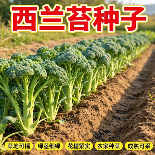 西兰苔种芥兰种籽芥菜苔种四季春种耐热阳台庭院蔬菜种大全