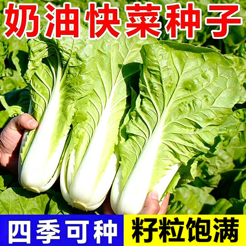四季奶油快菜种籽小白菜种籽鲜嫩阳台小院耐热耐寒