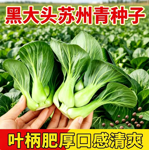 矮脚苏州青种子~四季可种