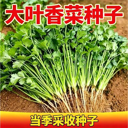 【新种】耐热四季速生香