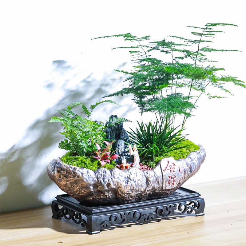 文竹盆栽室内绿植物花卉客厅办公室桌面好养活四季常青送礼小盆景