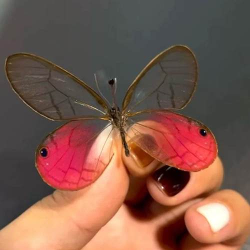 玫瑰绡眼蝶A1/A-未展翅原蝶 玫瑰水晶眼蝶 手工diy家居装饰画