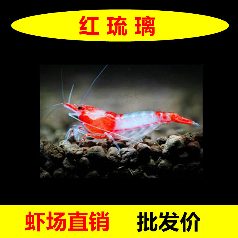 极火虾观赏虾淡水晶虾樱花红琉璃火焰虾鱼缸除藻清洁虾水族宠物虾