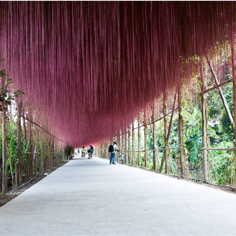 锦屏藤苗富贵帘苗藤龙须藤一帘幽梦会长须的爬藤植物阳台攀援花卉