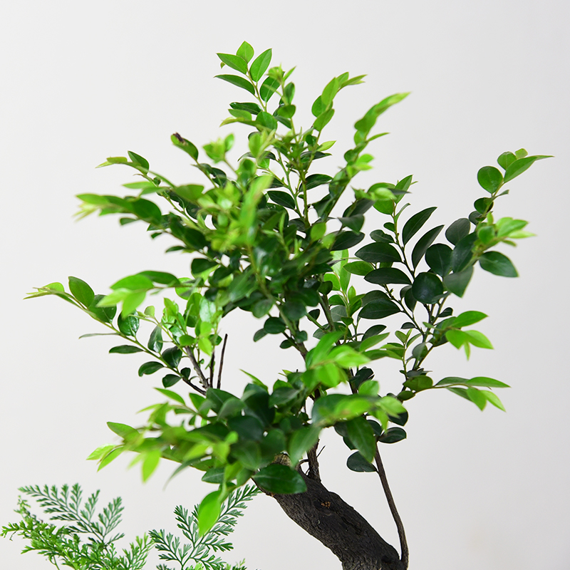 黑骨茶小叶紫檀盆景室内办公室盆栽客厅桌面绿植装饰植物四季好养