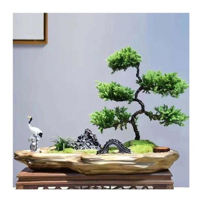 真松树盆景罗汉花盆入户迎客松真树办公桌景观盆栽美观净化空气